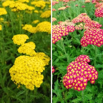 DUO d'Achillées - Leaderplant