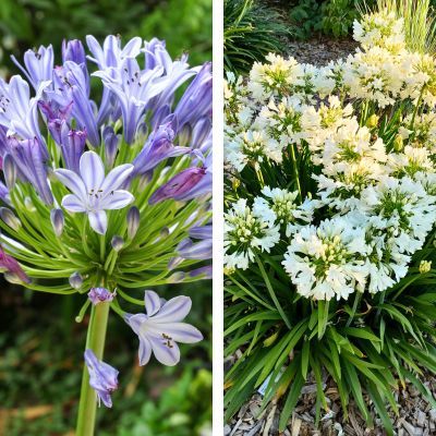 DUO d'Agapanthes naines - Leaderplant