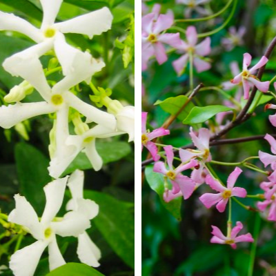 Duo de Jasmins Etoilés - Leaderplant