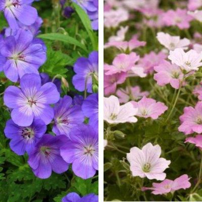 Duo Géranium vivace - Leaderplant