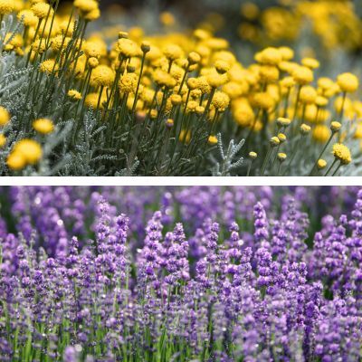 Duo Haie Basse - Leaderplant