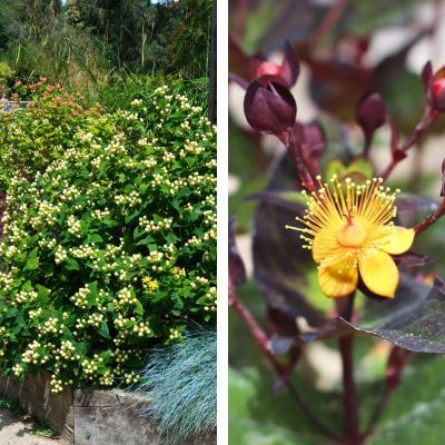 DUO Millepertuis Miracle ® - Leaderplant