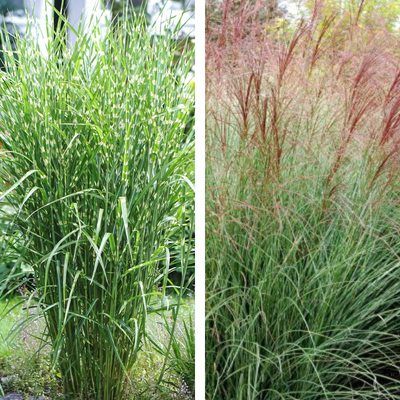 DUO de Miscanthus  - Leaderplant