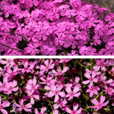 Duo Phlox mousse Moerheimii et CrackerJack - Leaderplant