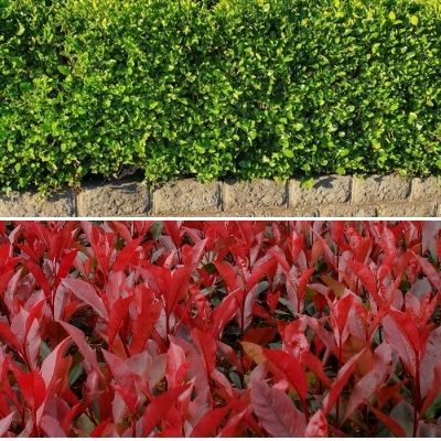 Duo Photinia Carré Rouge x Griseline Littoralis  - Leaderplant