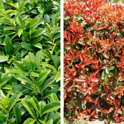 Duo Photinias Rouge et Lauriers Verts - Leaderplant