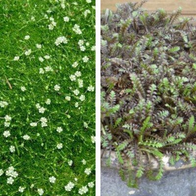 Duo Sagine et Leptinelle - Leaderplant