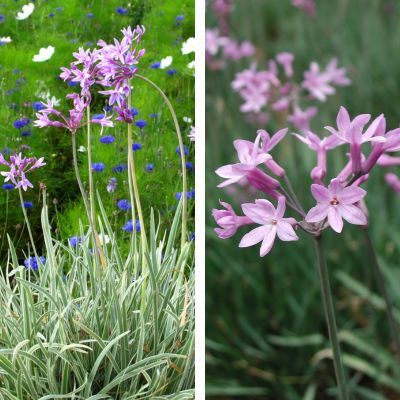 DUO Tulbaghias - Leaderplant