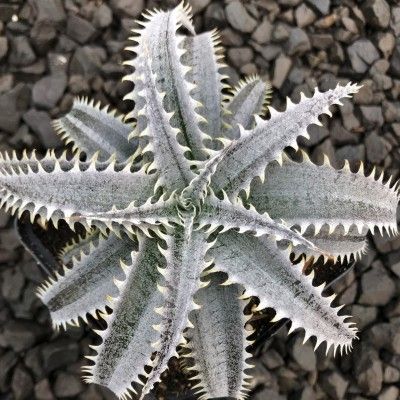 DYCKIA Grand Marnier - Leaderplant