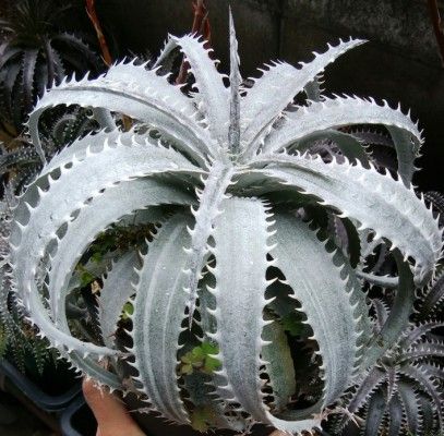 DYCKIA Grand Marnier - Leaderplant