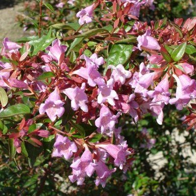 Abélia Edward Goucher - Leaderplant