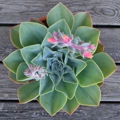 Echeveria Rose - Leaderplant