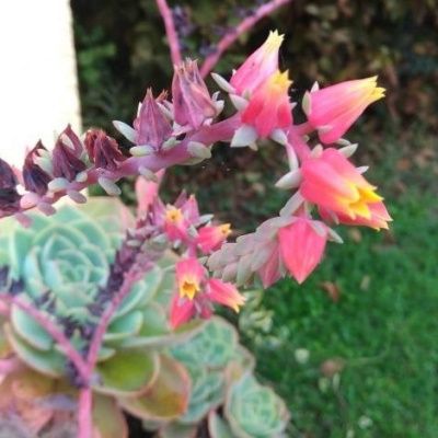Echeveria Rose - Leaderplant
