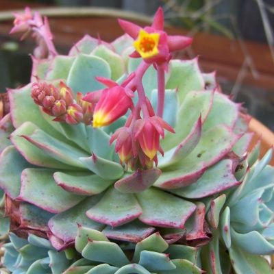 Echeveria Rose - Leaderplant