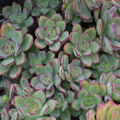 Echeveria - Aeonium Haworthii  - Leaderplant