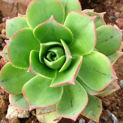 Echeveria - Aeonium Haworthii  - Leaderplant