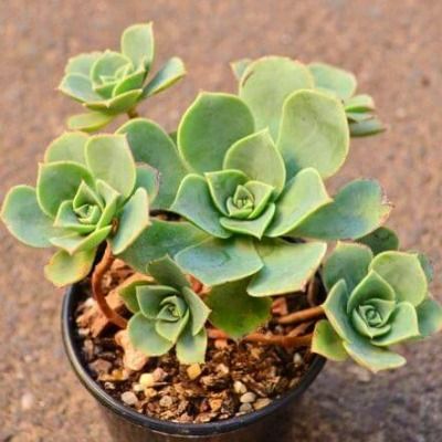 Echeveria - Aeonium Haworthii  - Leaderplant