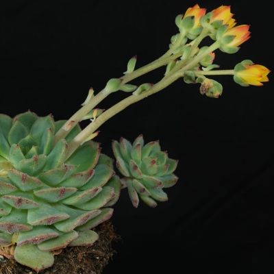 Echeveria - Leaderplant