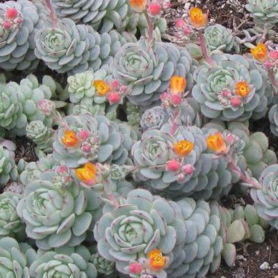 Echeveria - Leaderplant