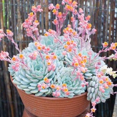 Echeveria - Leaderplant