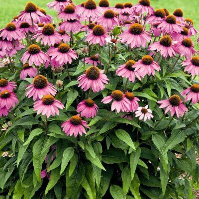 Echinacée pourpre - Rudbekia - Leaderplant