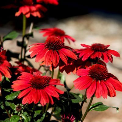 Échinacée Panama Red - Rudbeckia  - Leaderplant