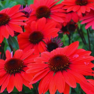 Échinacée Panama Red - Rudbeckia  - Leaderplant