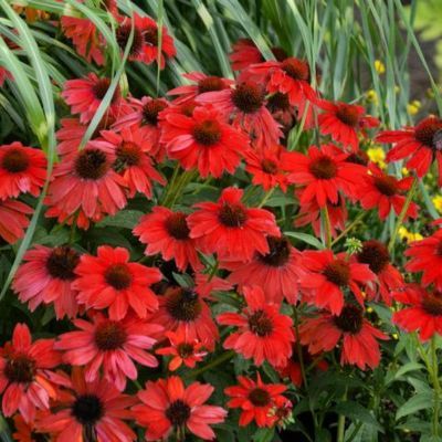 Échinacée Panama Red - Rudbeckia  - Leaderplant