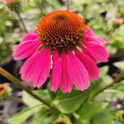 Échinacée Panama Rose - Leaderplant