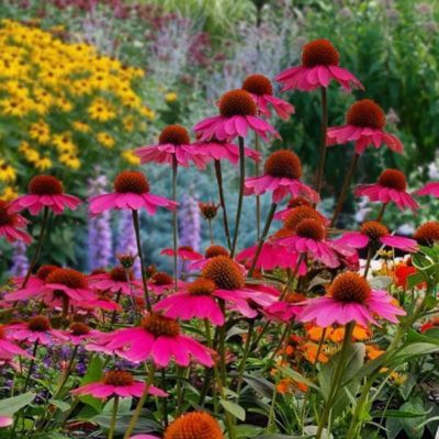 Échinacée Panama Rose - Leaderplant
