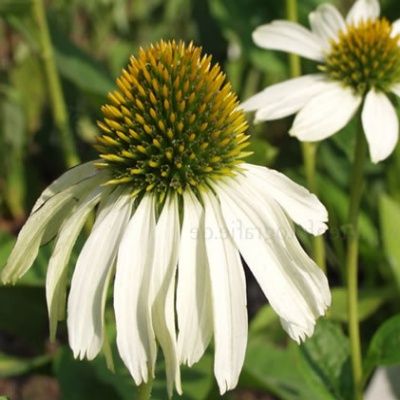 Échinacée - Rudbeckia blanche - Leaderplant