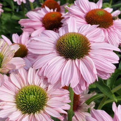 Echinacée Sunseeker Blush ®  - Leaderplant