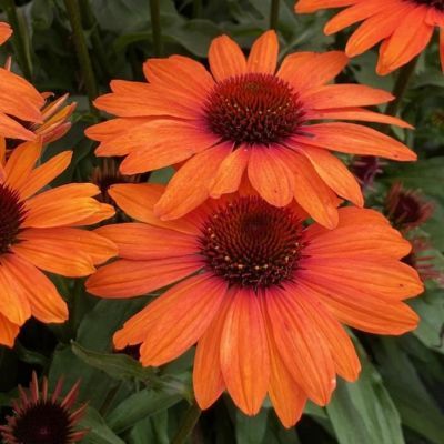 Echinacée Sunseeker Clementine ®  - Leaderplant