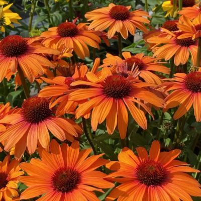Echinacée Sunseeker Clementine ®  - Leaderplant