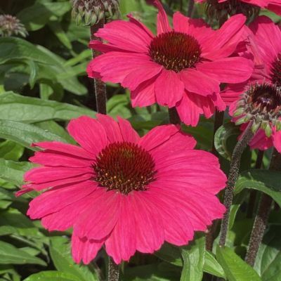 Echinacée Sunseeker Carmin ®  - Leaderplant