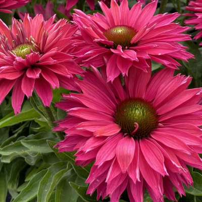 Echinacée Sunseeker Pink Grape Fruit ®  - Leaderplant