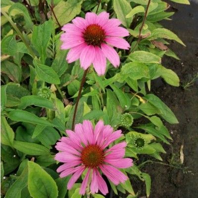 Echinacée pourpre - Rudbekia - Leaderplant