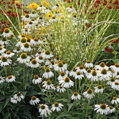Échinacée - Rudbeckia blanche - Leaderplant