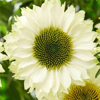 Rudbeckia Sunseekers White Perfection - Echinacée - Leaderplant