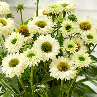 Rudbeckia Sunseekers White Perfection - Echinacée - Leaderplant