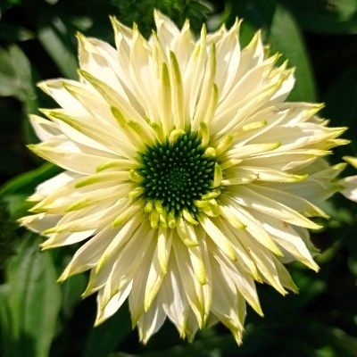 Rudbeckia Sunseekers White Perfection - Echinacée - Leaderplant