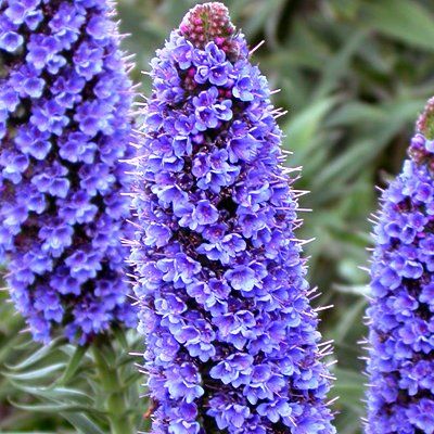 Echium - Vipérine de Madère - Leaderplant