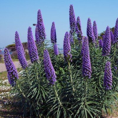 Echium - Vipérine de Madère - Leaderplant