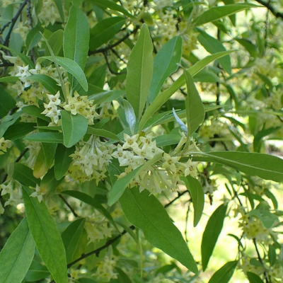 Chalef d'automne Hidden Spring - Leaderplant