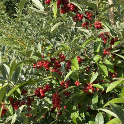 Chalef d'automne New Gate - Leaderplant