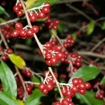 Chalef d'automne Ruby - Leaderplant