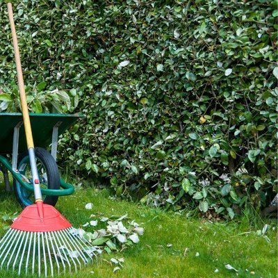 BON PLAN  -50% Eleagnus - Chalef - Leaderplant