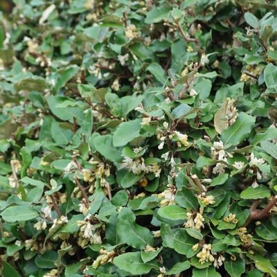 Eleagnus - Chalef - Leaderplant