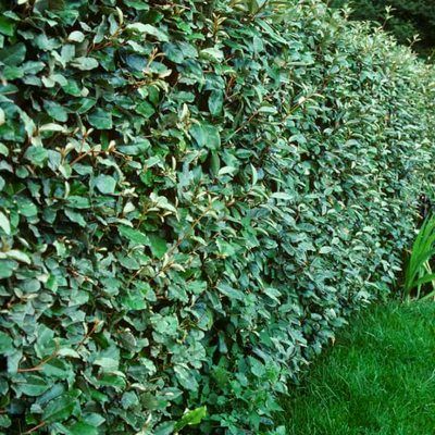 BON PLAN  -50% Eleagnus - Chalef - Leaderplant