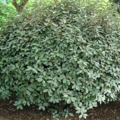 Eleagnus compact - Chalef - Leaderplant